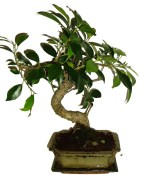 Ficus retusa - fíkovník - bonsai 096