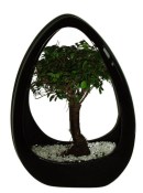 Zelkova 178 - pokojové bonsaje 