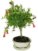 Punica granatum - granátovník 1074
