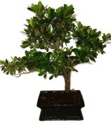 Venkovní bonsaje - Azalka - Rhododendron 1174