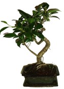 Ficus retusa - fíkovník - bonsai 096