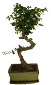 Zelkova 191 - pokojové bonsaje 