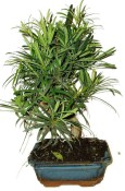 Podocarpus - Kamenný tis 755
