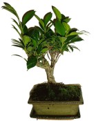 Ficus retusa - fíkovník - bonsai 096