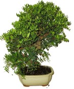 Bonsai Pistacia Lentiscus 1208