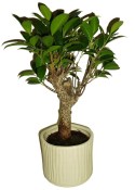 Ficus retusa - fíkovník - bonsai 096