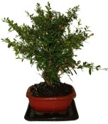 Punica granatum - granátovník 1074