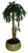 Araucaria Heterophylla - Blahočet ztepilý 587