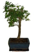 Punica granatum - granátovník 1074