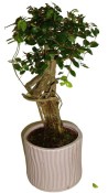 Zelkova 191 - pokojové bonsaje 