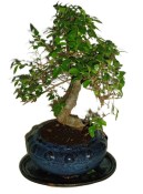 Zelkova 178 - pokojové bonsaje 