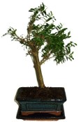 Punica granatum - granátovník 1074