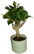Ficus retusa - fíkovník - bonsai 096