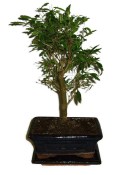 Punica granatum - granátovník 1074