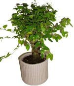 Pokojová bonsai - Sagerethia thea 153