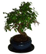 Zelkova 178 - pokojové bonsaje 