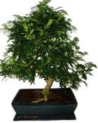 Caragona spinosa - čínský pepř 1149 - bonsai