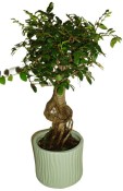 Zelkova 191 - pokojové bonsaje 