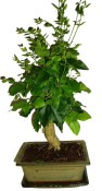 Ligustrum chinensis ptačí zob 588