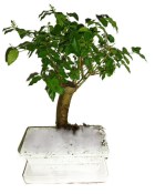 Ligustrum chinensis ptačí zob 816