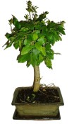 Ligustrum chinensis ptačí zob 588