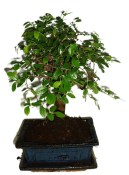 Zelkova 178 - pokojové bonsaje 