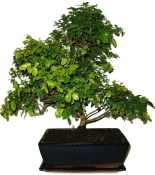 Pokojová bonsai - Sagerethia thea 1044
