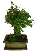 Pokojová bonsai - Sagerethia thea 153