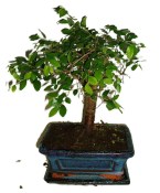 Zelkova 178 - pokojové bonsaje 
