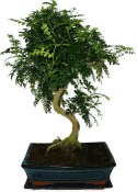 Caragona spinosa - čínský pepř 1149 - bonsai