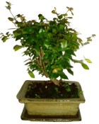 Pokojová bonsai - Sagerethia thea 153