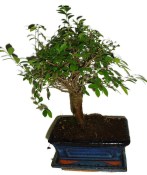 Zelkova 178 - pokojové bonsaje 