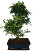 Caragona spinosa - čínský pepř 1149 - bonsai