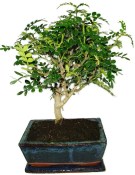 Caragona spinosa - čínský pepř 1149 - bonsai