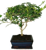 Caragona spinosa - čínský pepř 1149 - bonsai