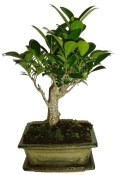 Ficus retusa - fíkovník - bonsai 096