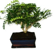 Caragona spinosa - čínský pepř 1149 - bonsai