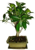 Ficus retusa - fíkovník - bonsai 096
