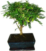 Caragona spinosa - čínský pepř 1149 - bonsai