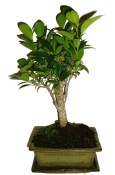 Ficus retusa - fíkovník - bonsai 096