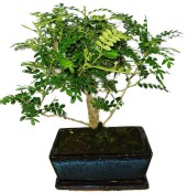 Caragona spinosa - čínský pepř 1149 - bonsai
