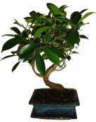 Ficus retusa - fíkovník - bonsai 096