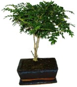 Caragona spinosa - čínský pepř 1149 - bonsai