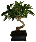Ficus retusa - fíkovník - bonsai 096