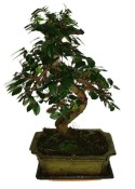 Zelkova 178 - pokojové bonsaje 