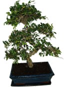 Zelkova 137kwe - pokojové bonsaje 