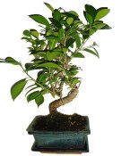 Ficus retusa - fíkovník - bonsai 096
