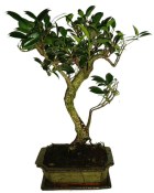 Ficus retusa - fíkovník - bonsai 156