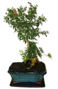 Punica granatum - granátovník 1074