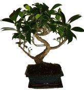 Ficus retusa - fíkovník - bonsai 096